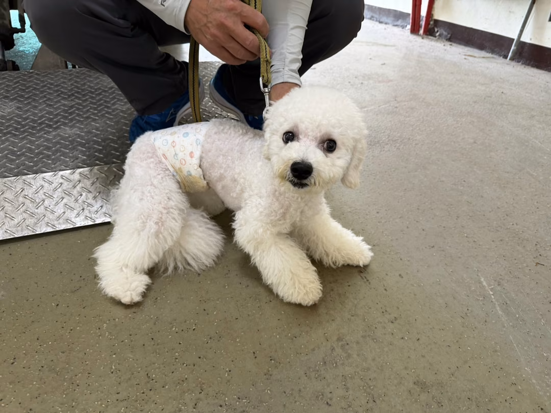 The dog, from the shelter's listing