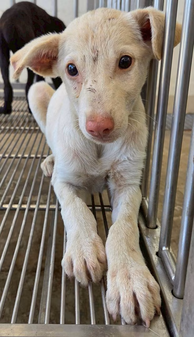 The dog, from the shelter's listing