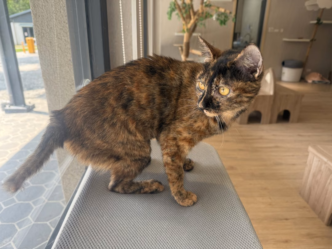 The cat, from the shelter's listing