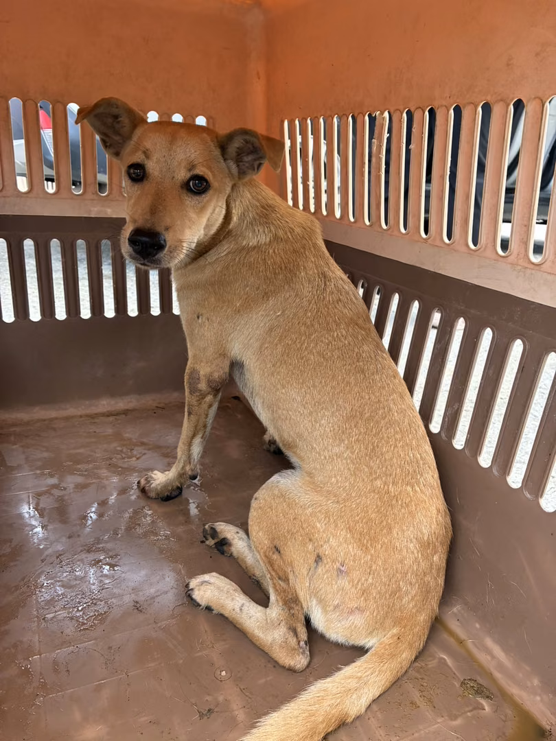 The dog, from the shelter's listing