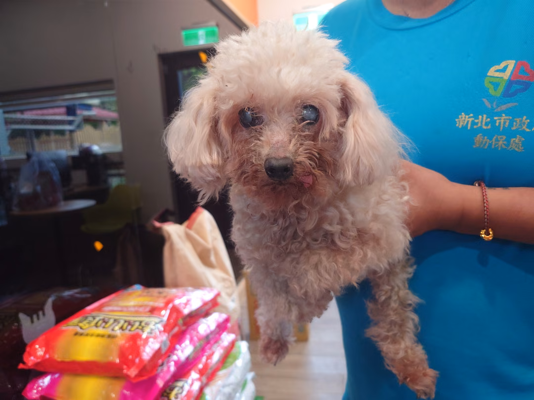 The dog, from the shelter's listing