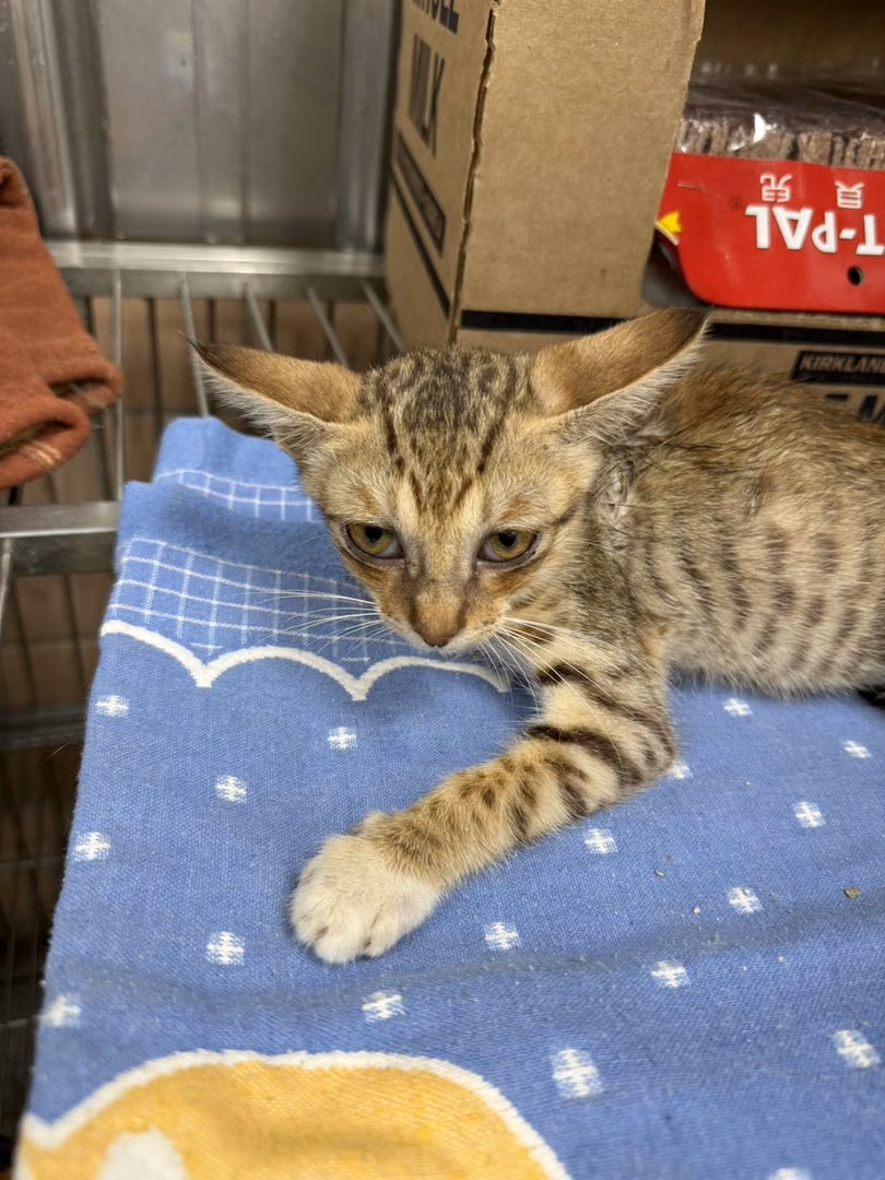 The cat, from the shelter's listing