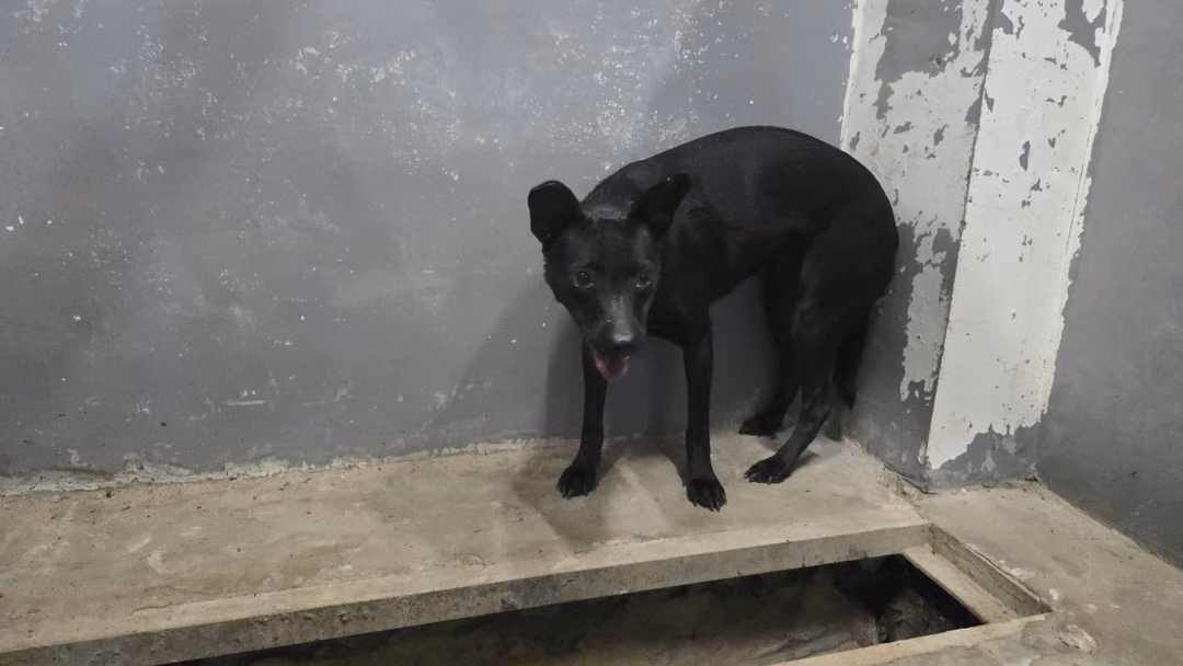 The dog, from the shelter's listing