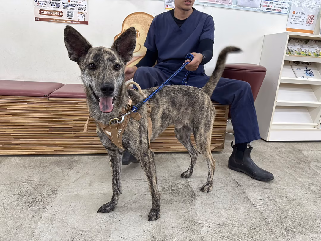 The dog, from the shelter's listing