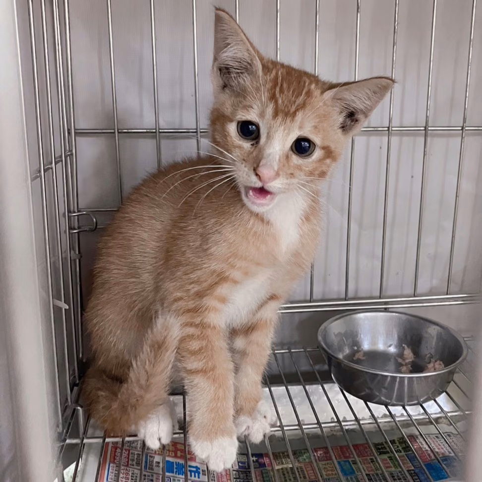 The cat, from the shelter's listing