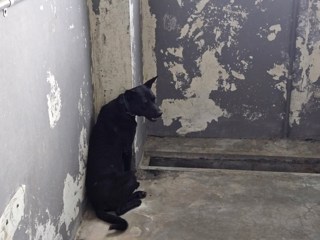 The dog, from the shelter's listing