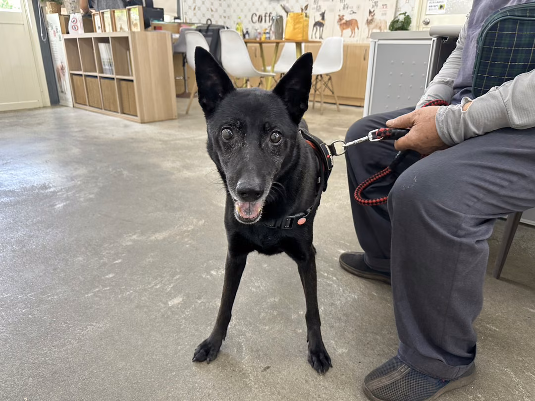 The dog, from the shelter's listing