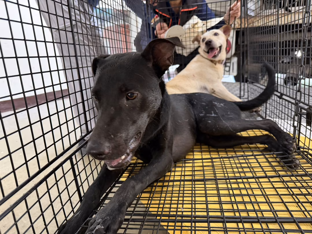 The dog, from the shelter's listing