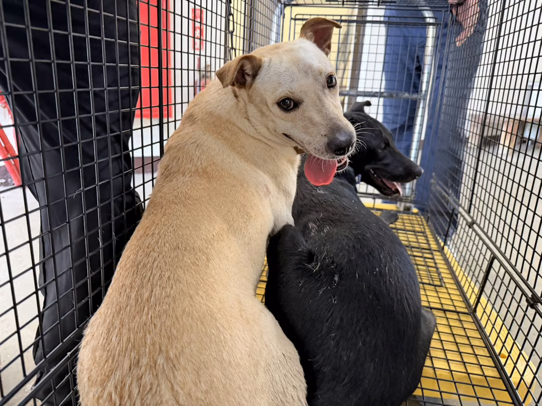 The dog, from the shelter's listing
