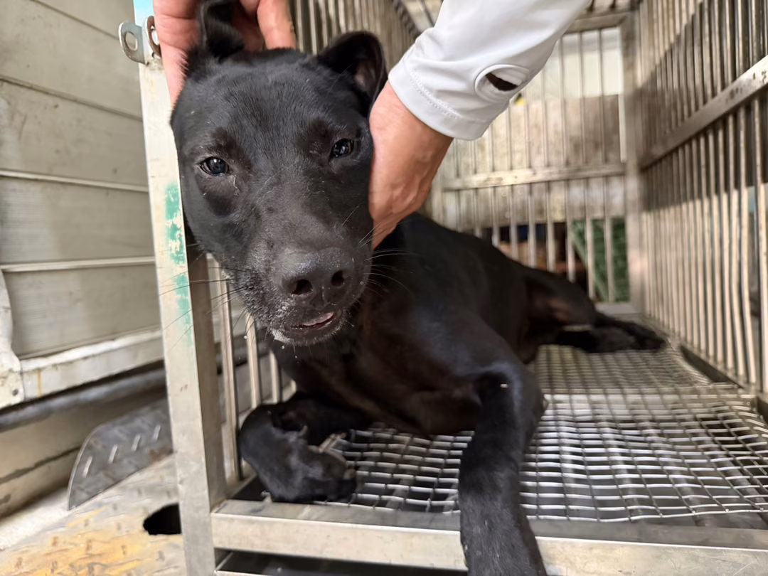 The dog, from the shelter's listing