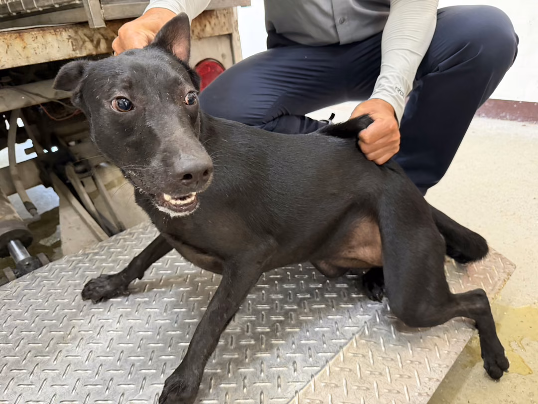 The dog, from the shelter's listing