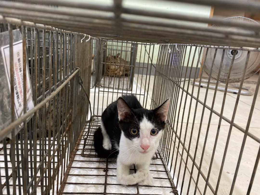 The cat, from the shelter's listing