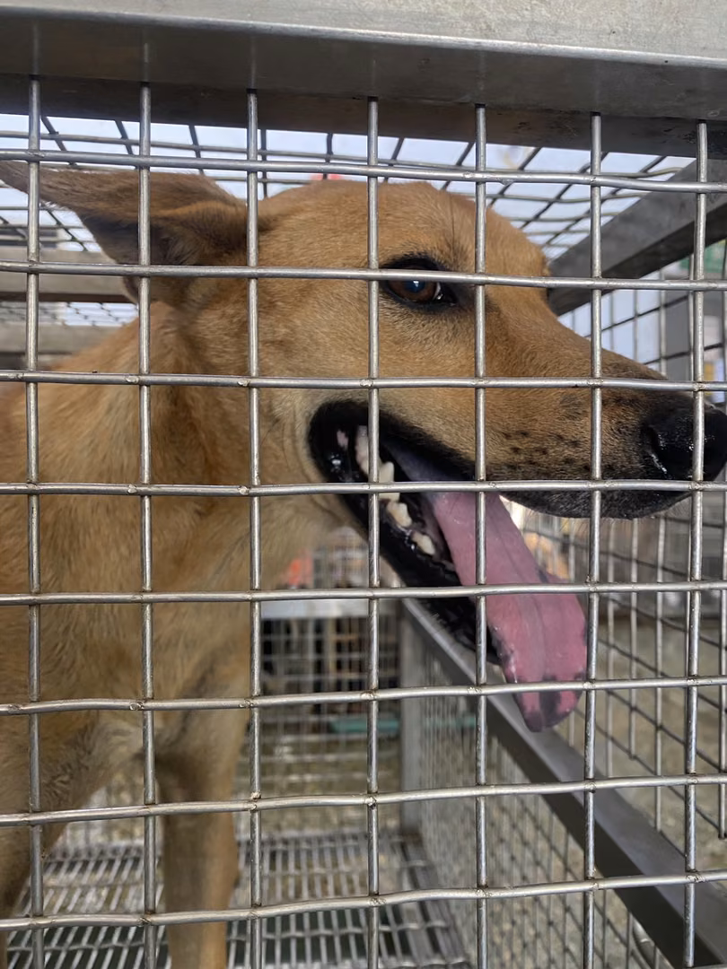 The dog, from the shelter's listing