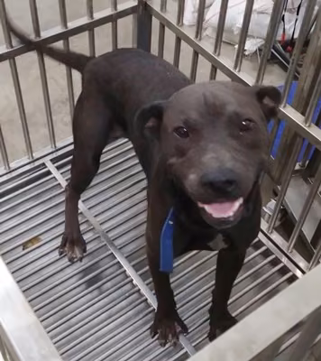 The dog, from the shelter's listing
