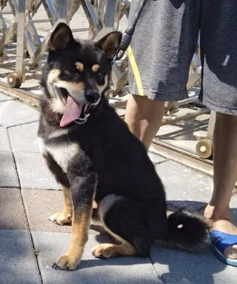 The dog, from the shelter's listing