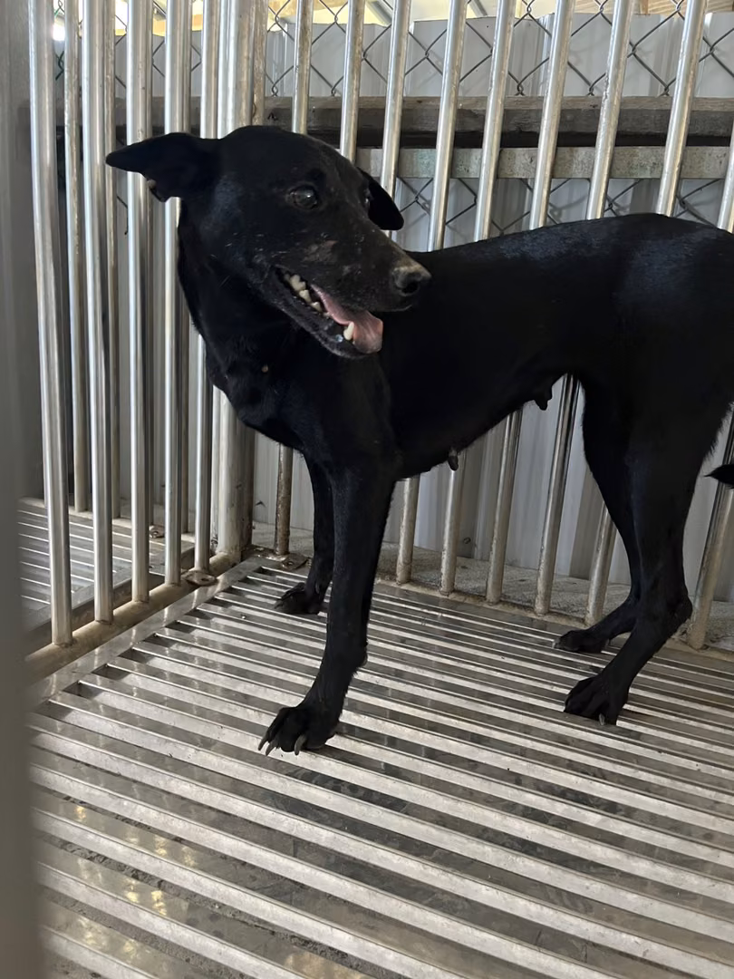 The dog, from the shelter's listing