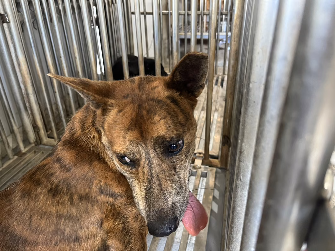 The dog, from the shelter's listing