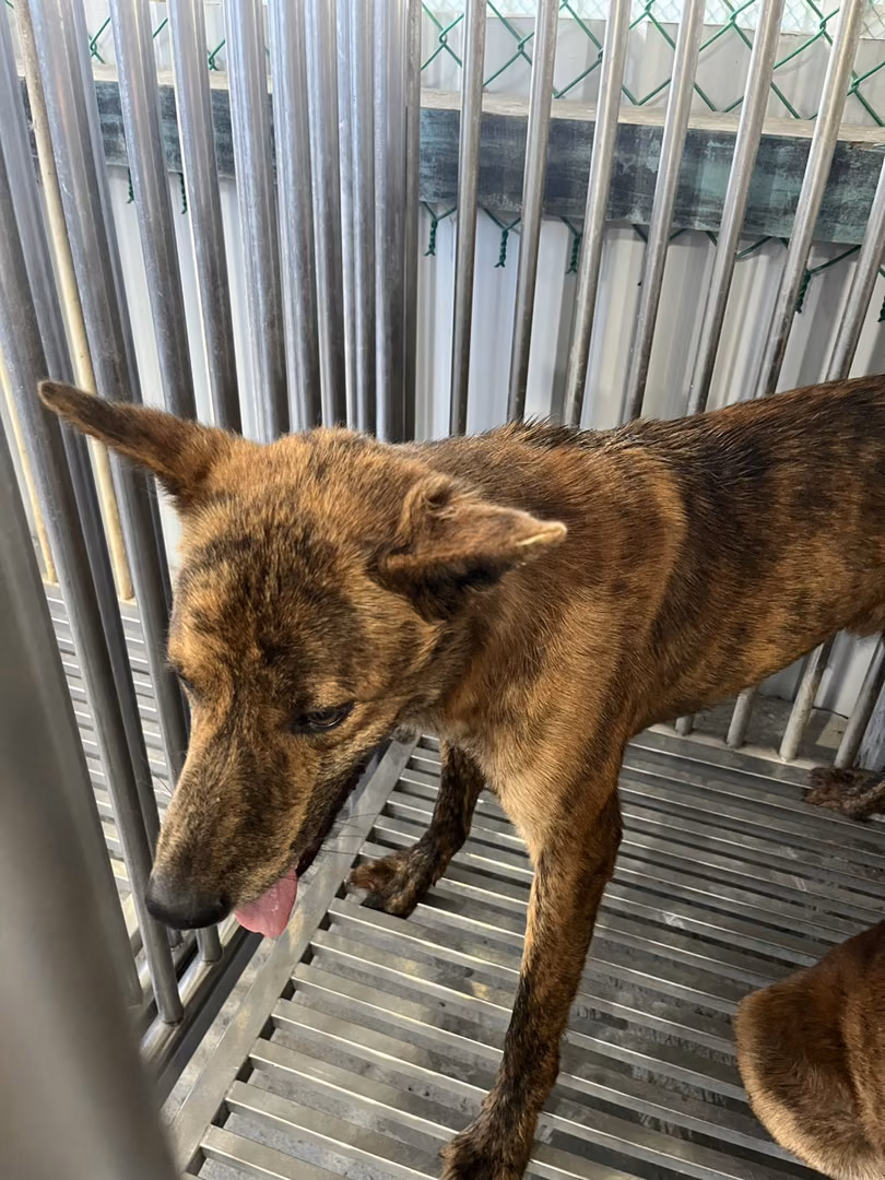 The dog, from the shelter's listing