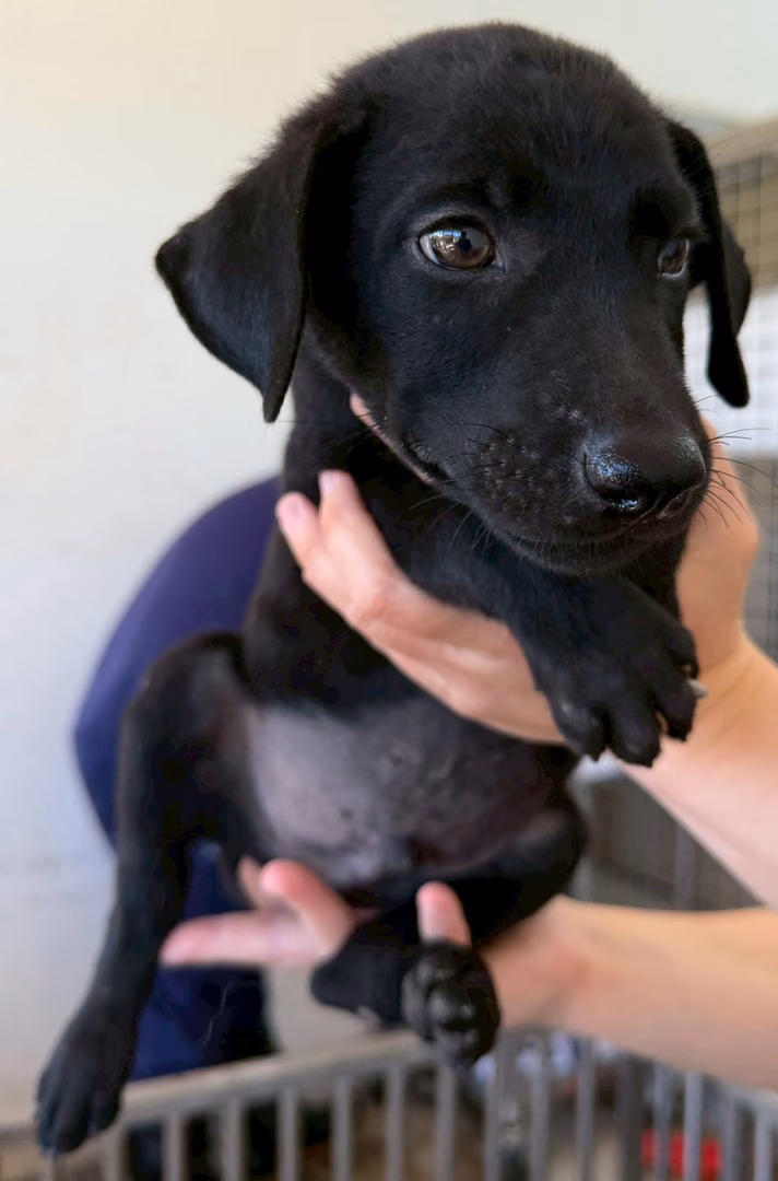 The dog, from the shelter's listing