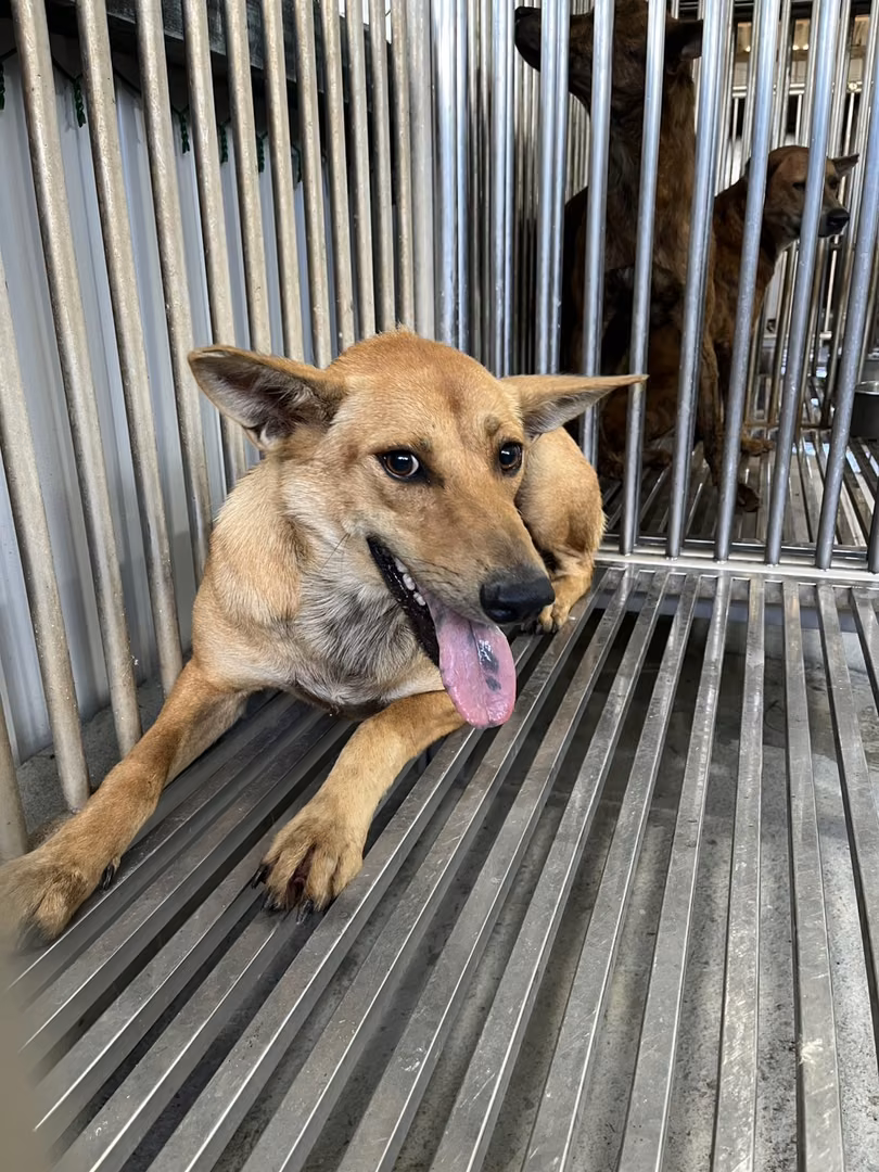 The dog, from the shelter's listing