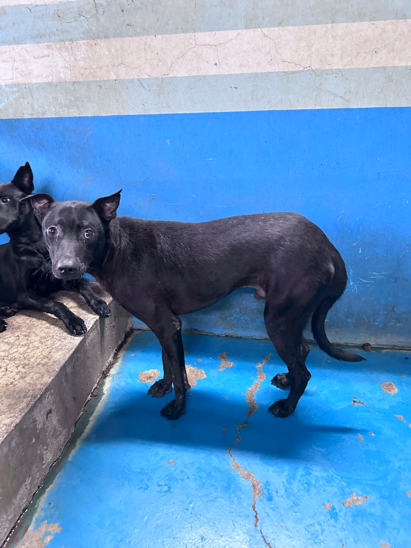 The dog, from the shelter's listing