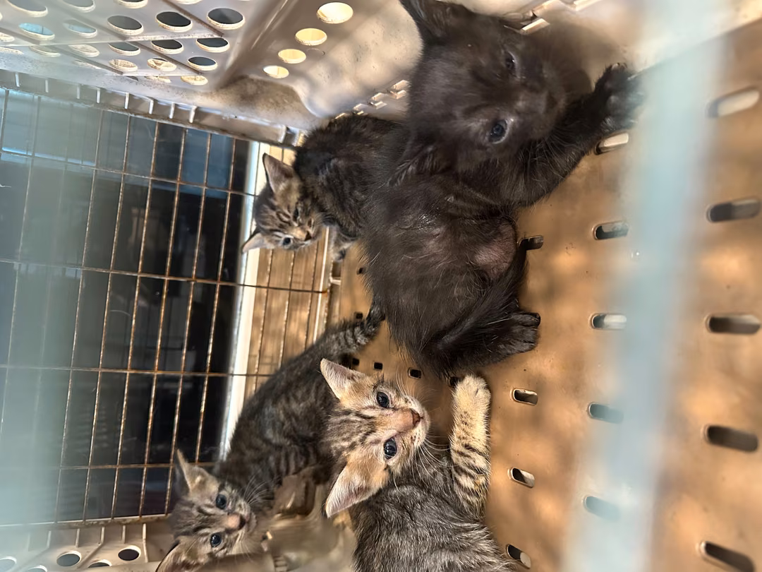 The cat, from the shelter's listing
