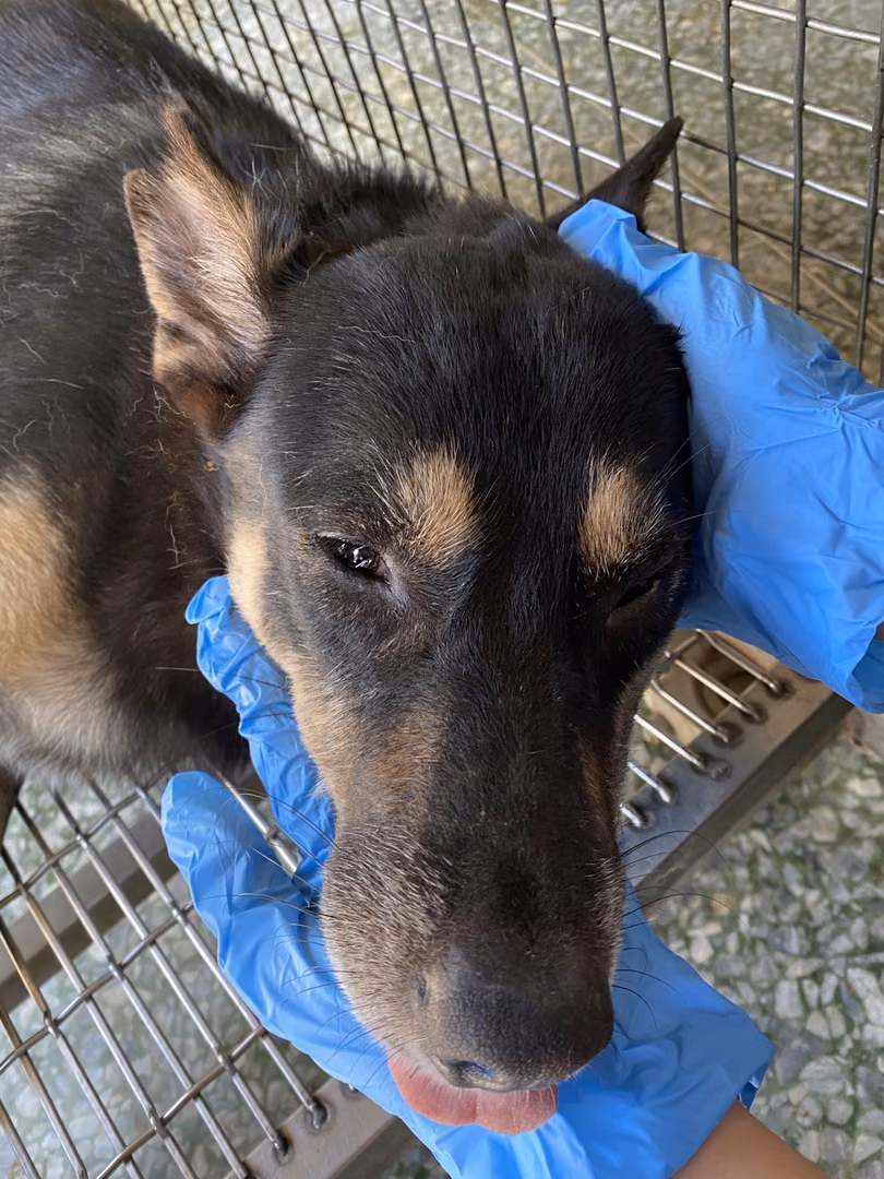 The dog, from the shelter's listing