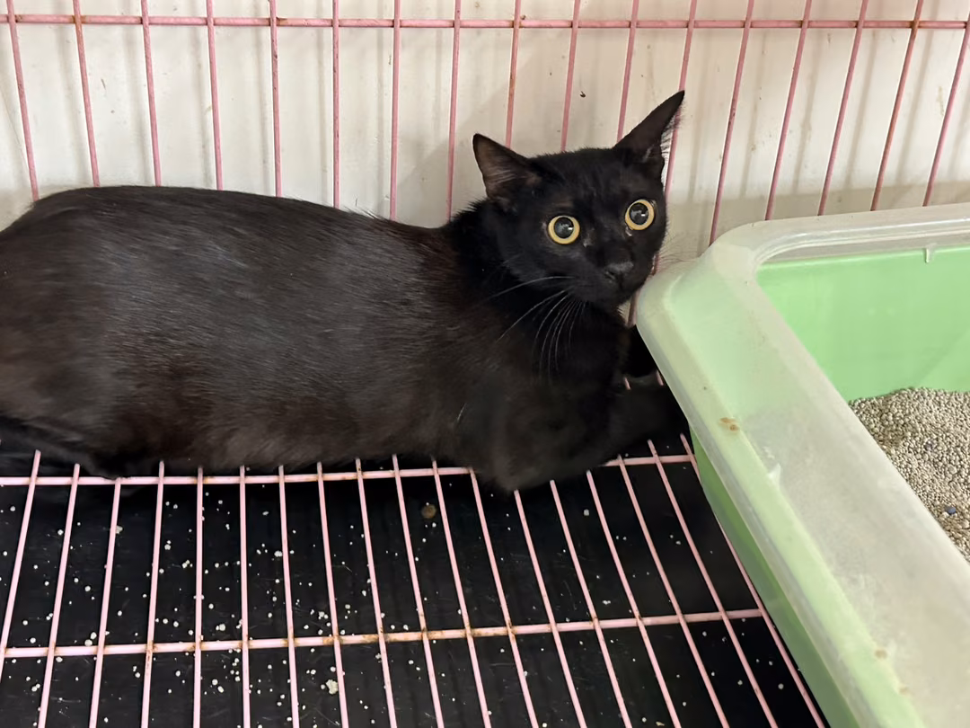 The cat, from the shelter's listing