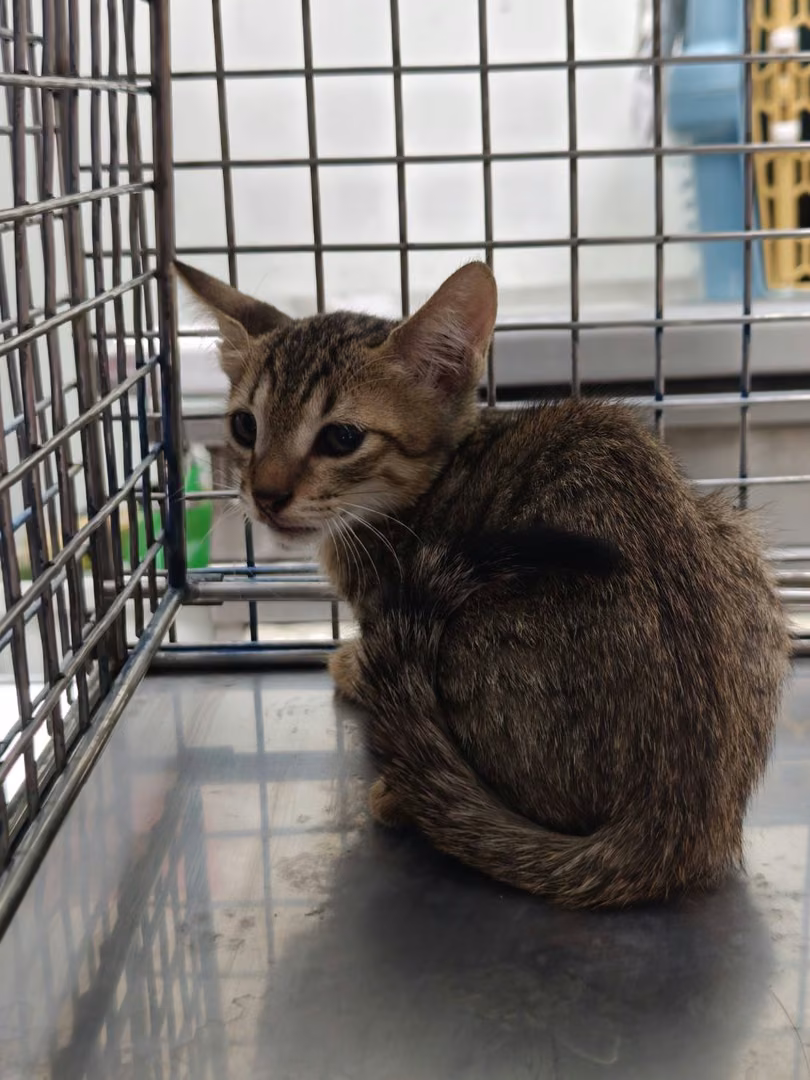 The cat, from the shelter's listing