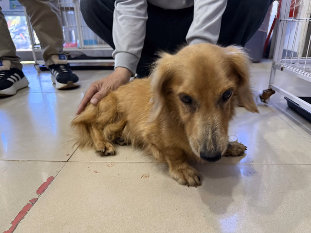 The dog, from the shelter's listing