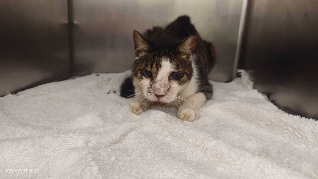 The cat, from the shelter's listing