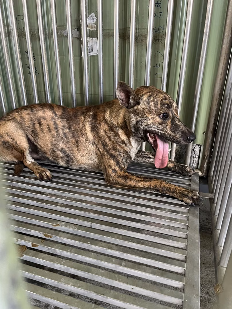The dog, from the shelter's listing
