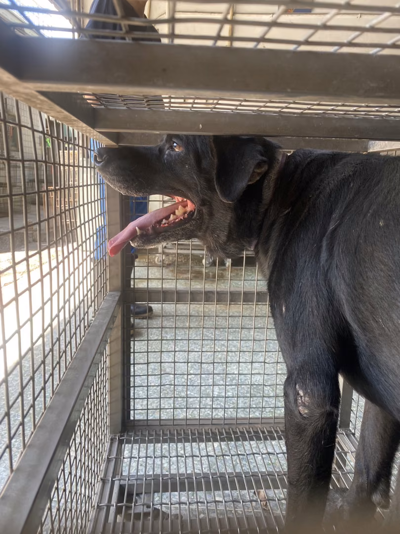 The dog, from the shelter's listing