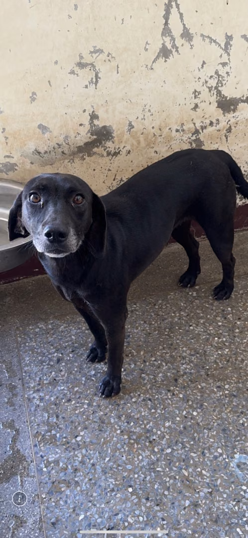 The dog, from the shelter's listing