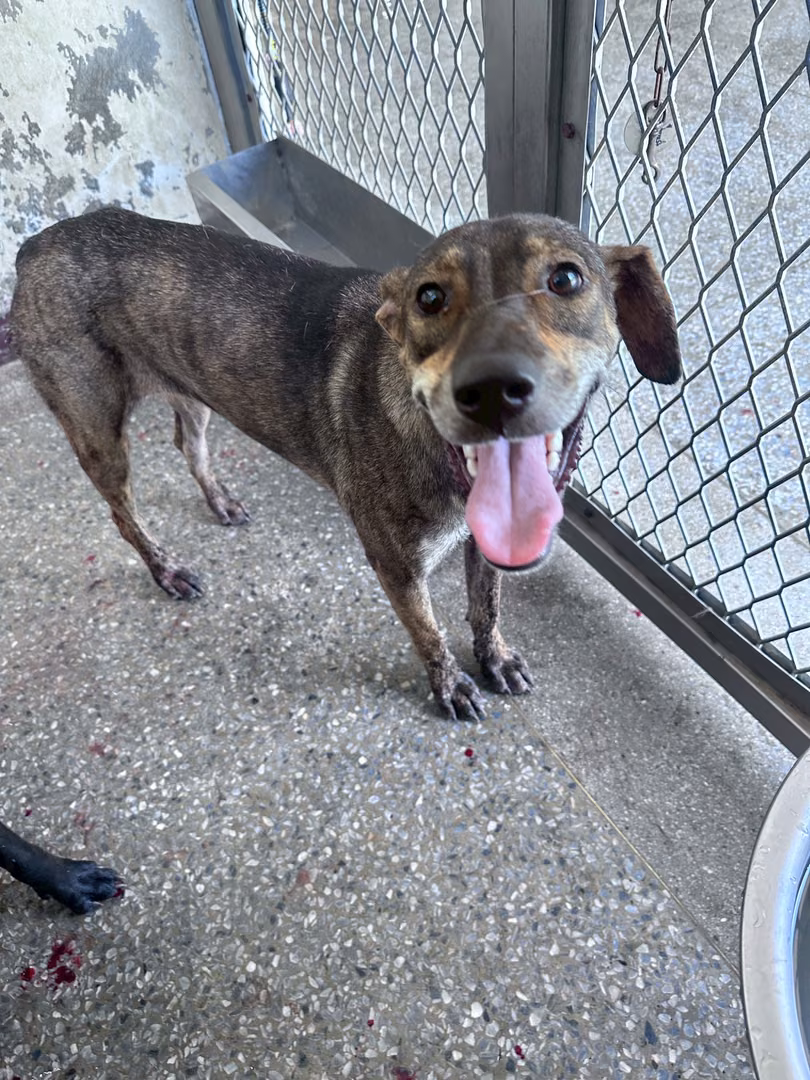 The dog, from the shelter's listing