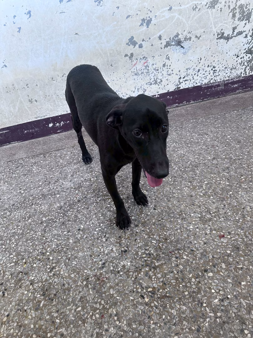The dog, from the shelter's listing