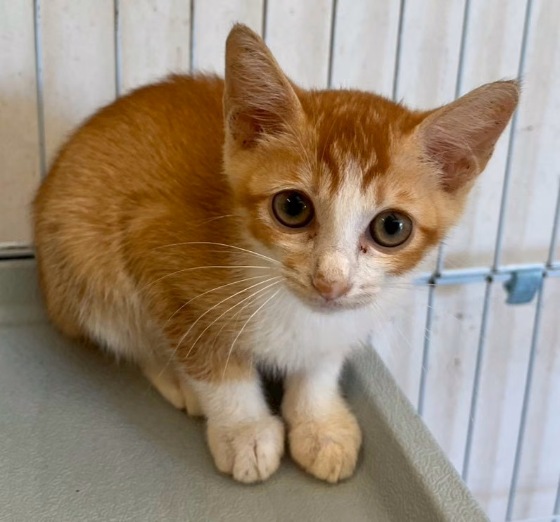 The cat, from the shelter's listing