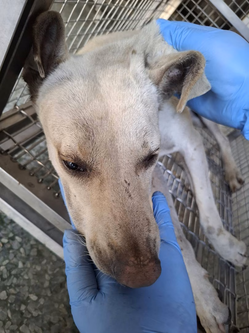 The dog, from the shelter's listing