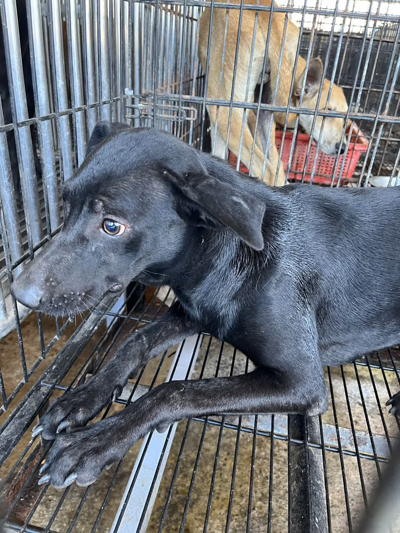 The dog, from the shelter's listing