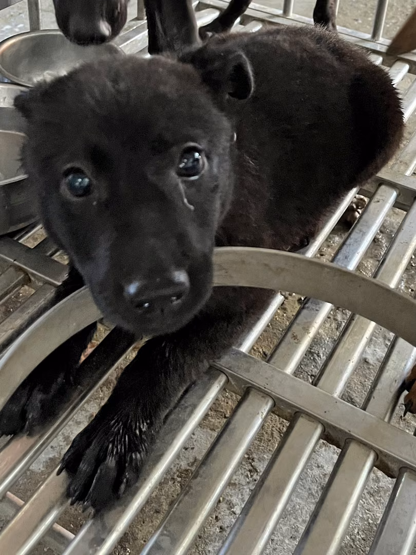 The dog, from the shelter's listing