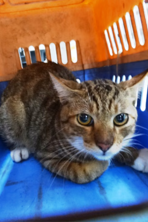 The cat, from the shelter's listing