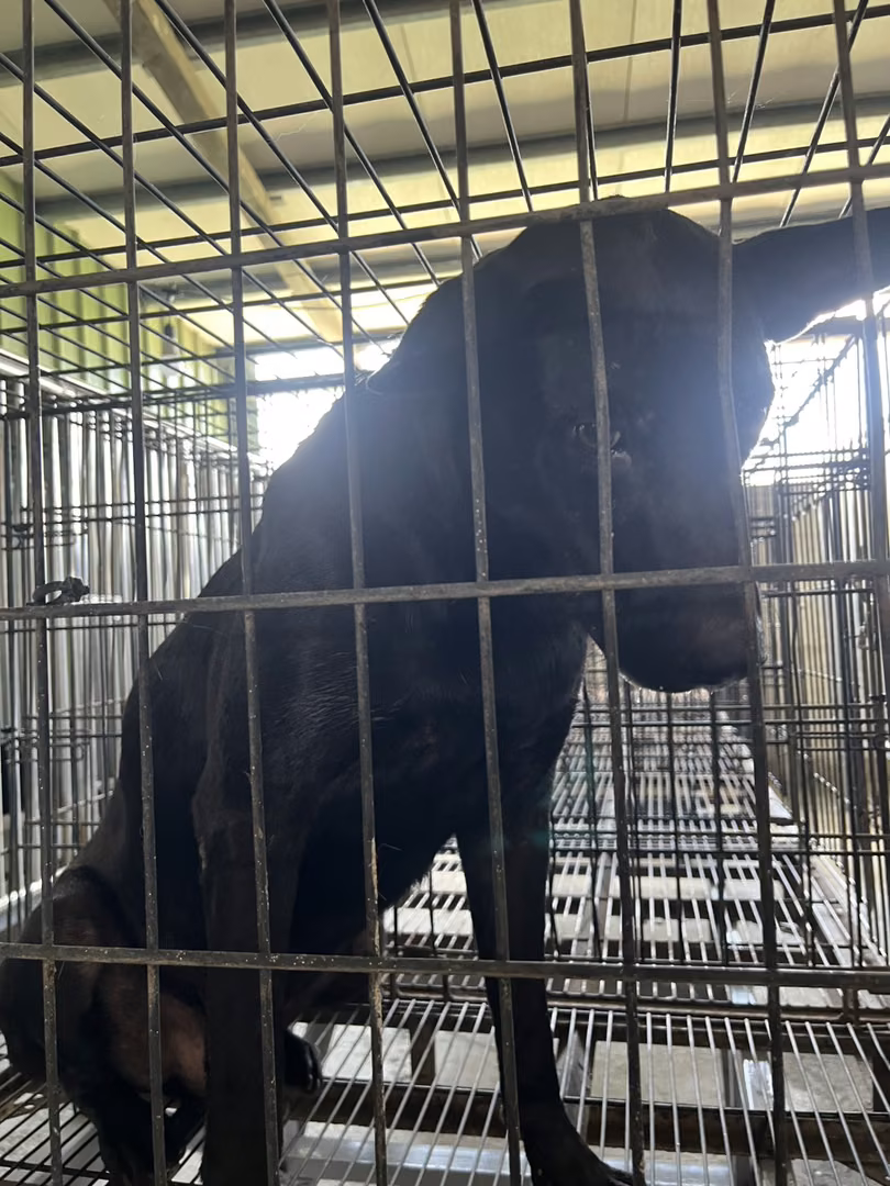 The dog, from the shelter's listing