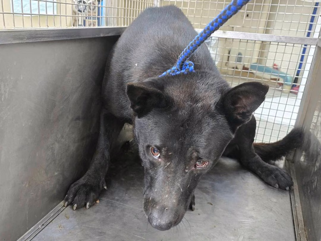 The dog, from the shelter's listing