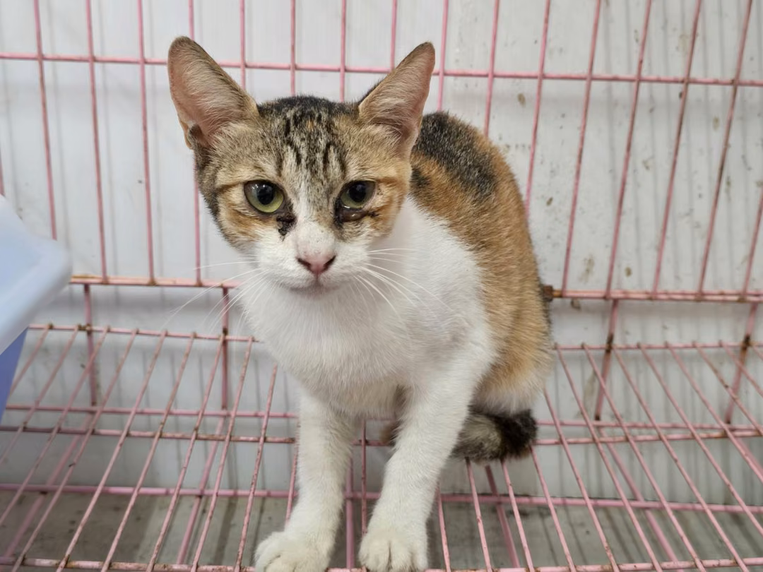 The cat, from the shelter's listing