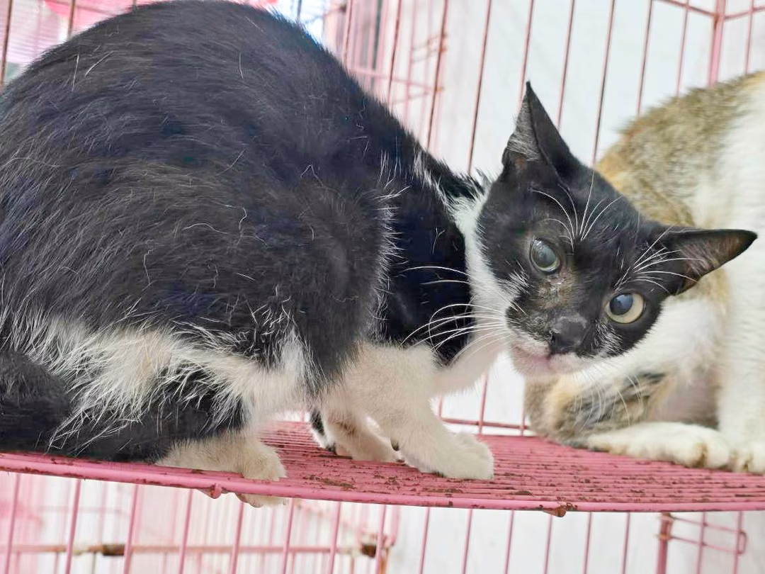 The cat, from the shelter's listing