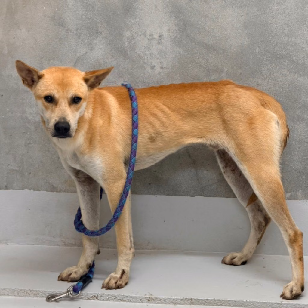 The dog, from the shelter's listing