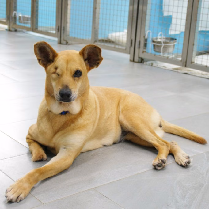 The dog, from the shelter's listing