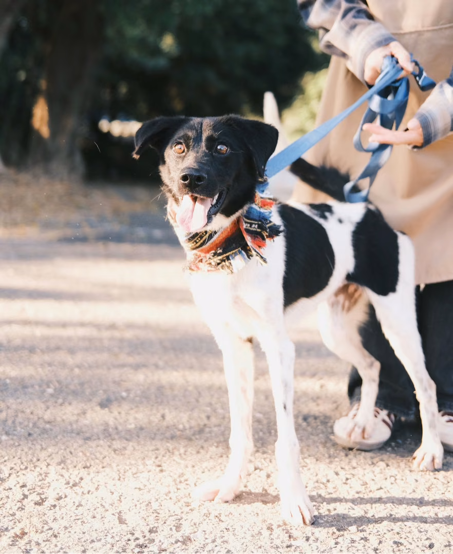 The dog, from the shelter's listing