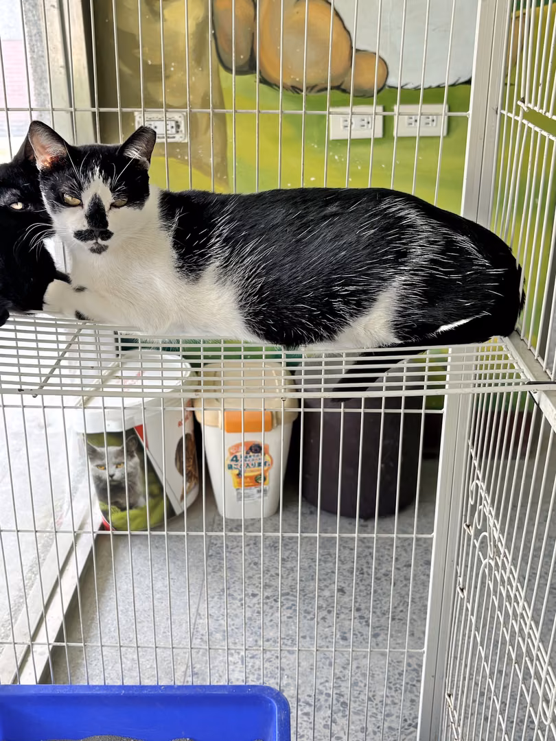The cat, from the shelter's listing