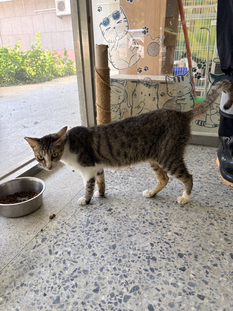 The cat, from the shelter's listing
